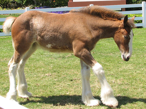 Clydesdale Colt