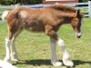 Clydesdale Colt
